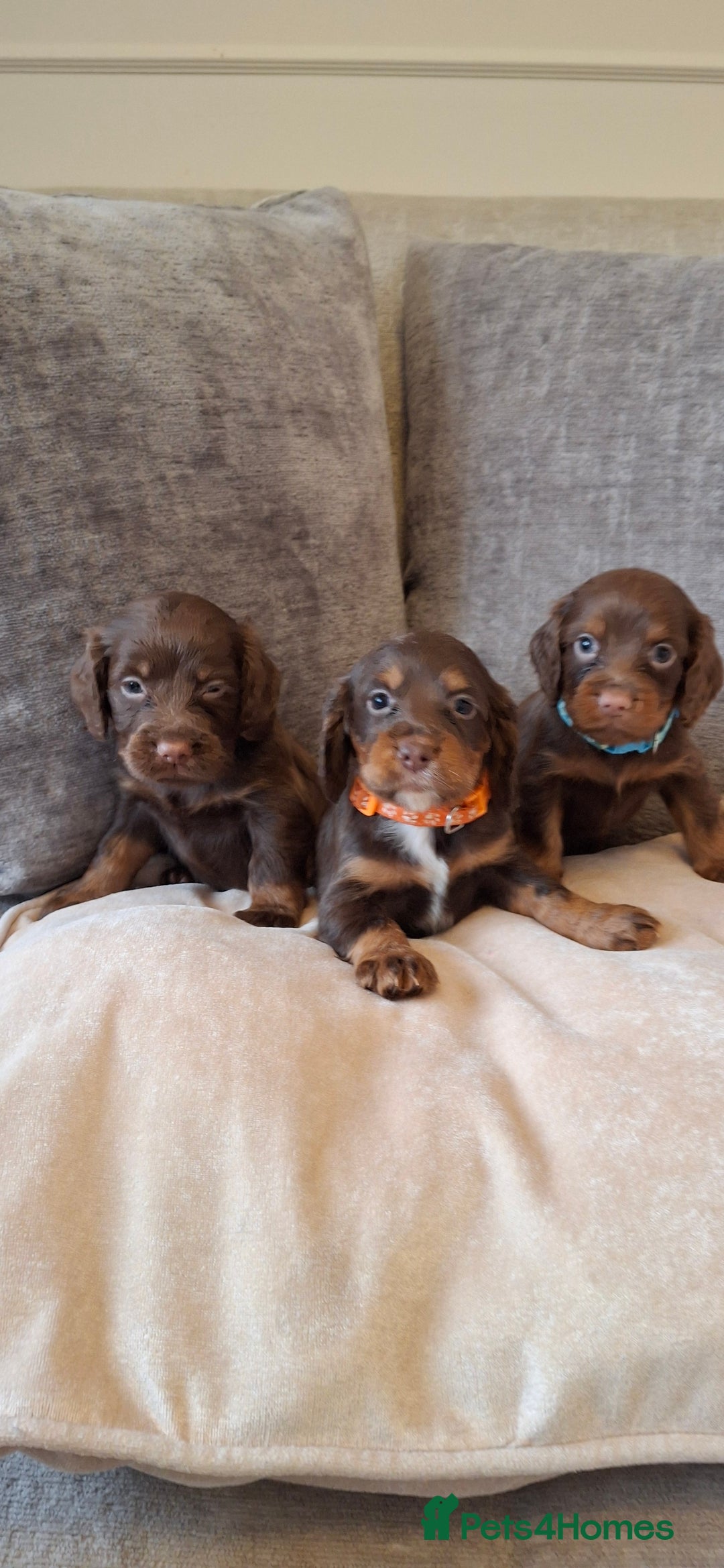 Cocker Spaniel dogs for sale: Kc reg working cocker spaniel puppies  - Advert 2