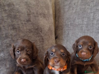 Cocker Spaniel dogs Kc reg working cocker spaniel puppies - Advert 6