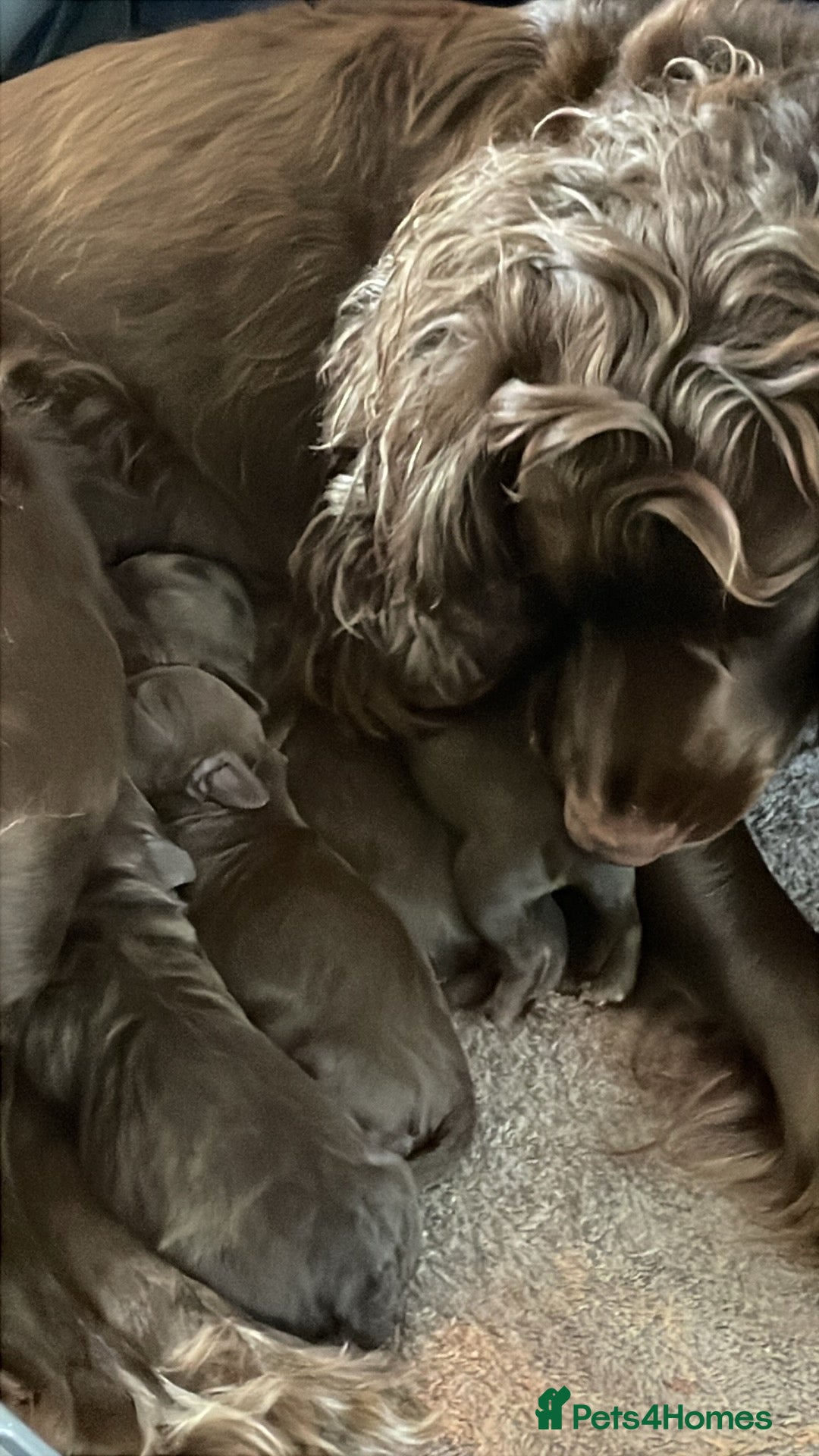Cockapoo dogs for sale: Chocolate and tan cocker poo puppy’s for sale  - Image 6