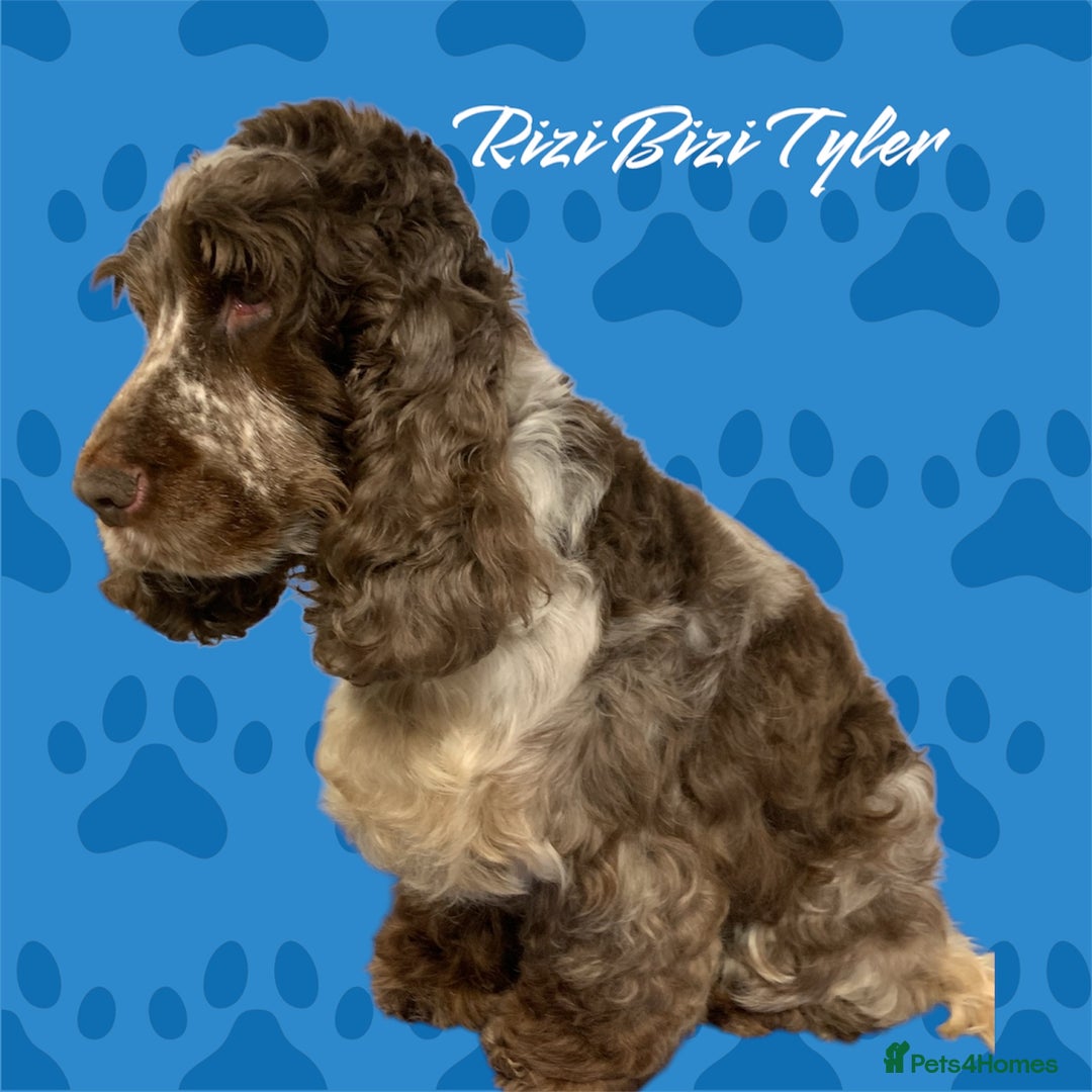 Cocker Spaniel dogs for stud: Extensively Health Tested Stud  in Wisbech - Advert 6