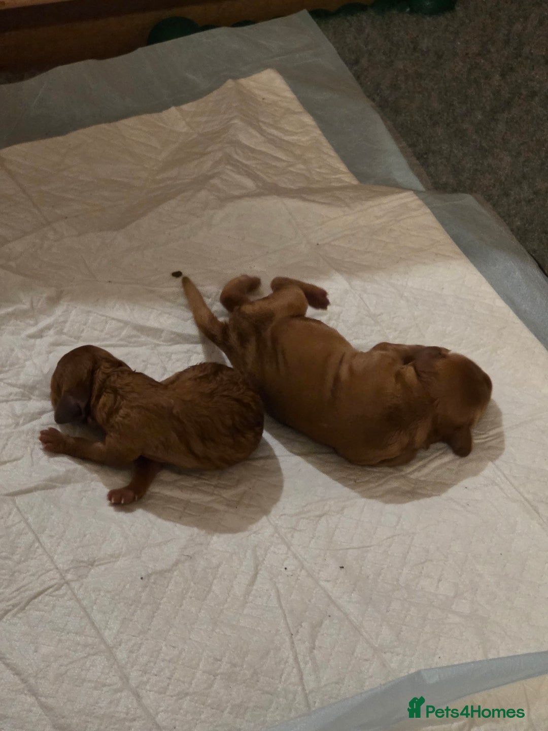 Cockapoo dogs for sale: Mini red cockapoo puppies ready 17th Jan 2026  - Advert 6