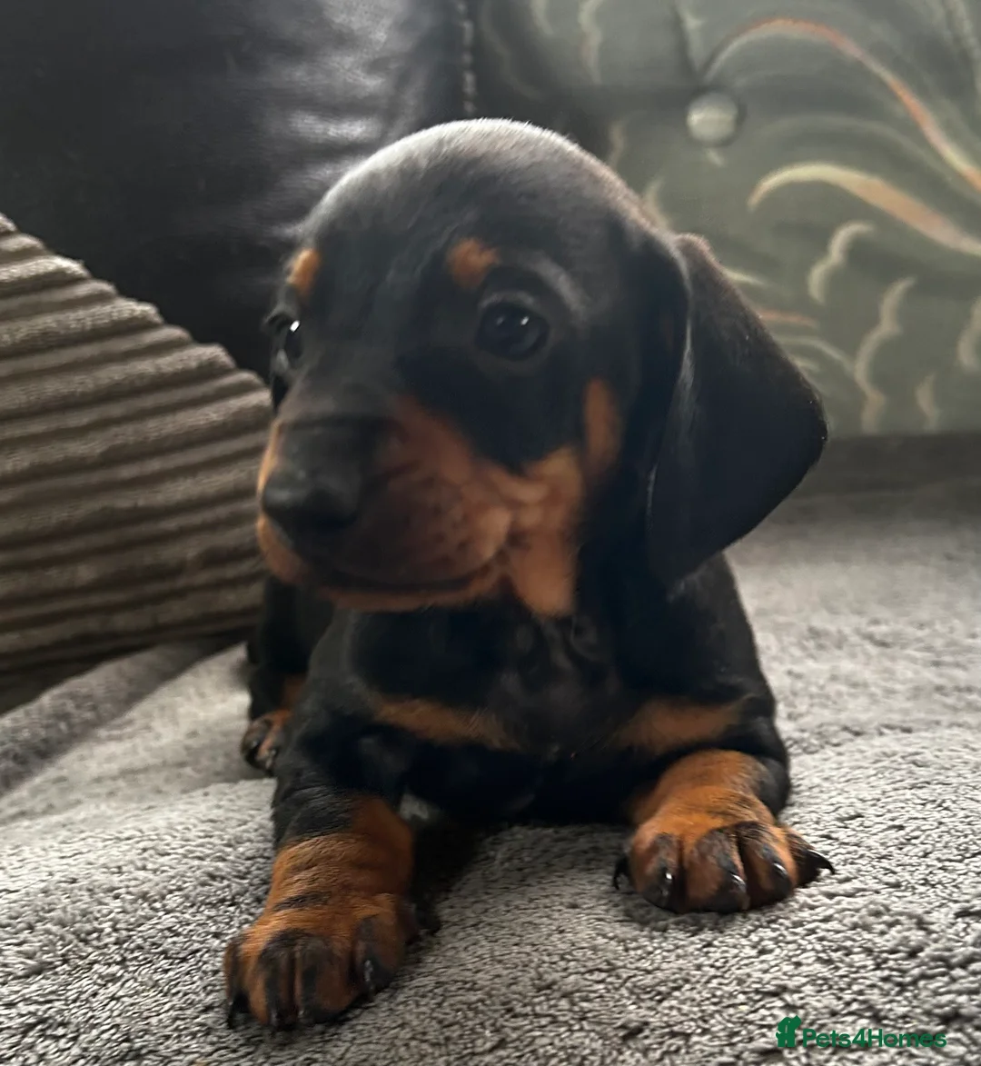 Dachshund dogs for sale: Exceptional champion bred KC reg Standard male  - Advert 5