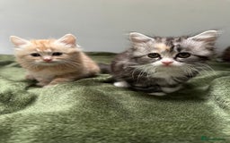 Scottish Fold cats for sale: Gorgeous fluffy Scottish Fold x DSH kittens - Image 35