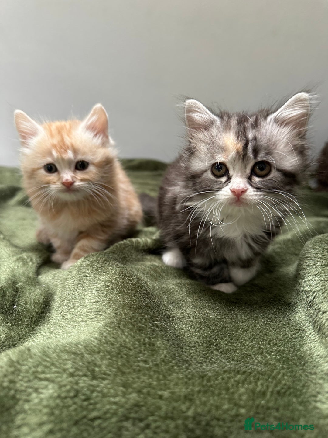 Scottish Fold cats for sale: Gorgeous fluffy Scottish Fold x DSH kittens - Image 35