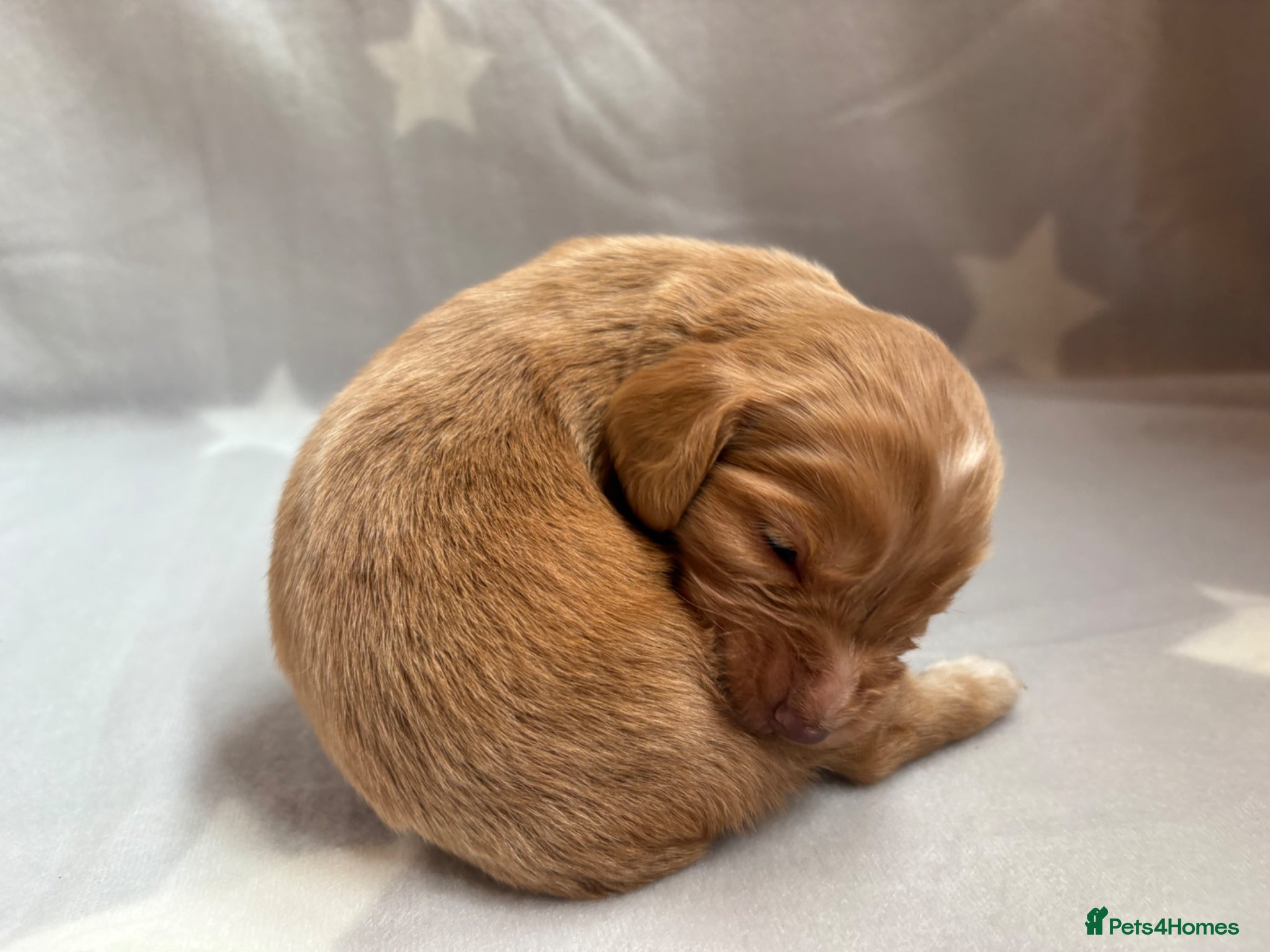 Cocker Spaniel dogs for sale: Stunning Working Cocker spaniels  - Advert 9