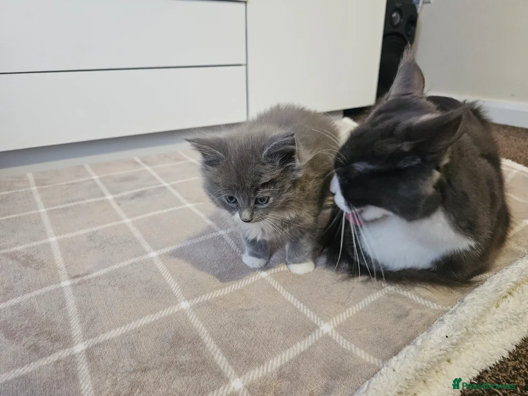 Ragcoon cats for sale: Adorable Maine Coon x Ragdoll Kittens - Advert 14