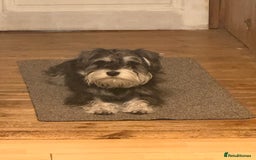 Miniature Schnauzer dogs for stud: Black and silver Miniature Schnauzer stud in Portsmouth - Image 14
