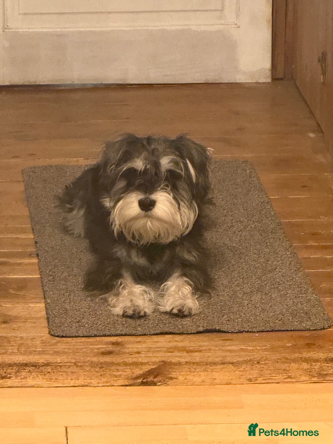 Miniature Schnauzer dogs for stud: Black and silver Miniature Schnauzer stud in Portsmouth - Image 14