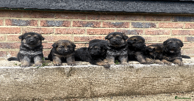 German Shepherd dogs - Advert 6