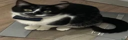 Mixed Breed cats for sale: Mixed kittens bengal/tuxedo - Advert 2