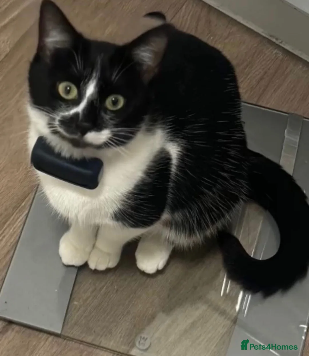 Mixed Breed cats for sale: Mixed kittens bengal/tuxedo - Advert 2