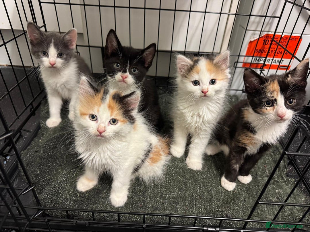 Mixed Breed cats for sale: Just 1 beautiful grey&white kitten left Ready Now - Advert 1