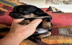 Yorkiepoo dogs for sale: Yorkiepoo Puppies to the manor born - Image 7