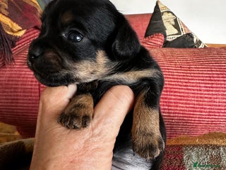 Yorkiepoo dogs - Advert 2