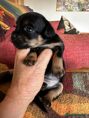 Yorkiepoo dogs - Advert 2