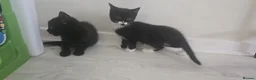 Domestic Shorthair cats for sale: 4 beautiful kittens ready for new home  - Advert 3