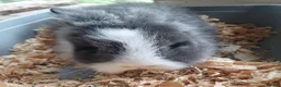 Lionhead rabbits for sale: Baby lionhead rabbits  - Advert 7