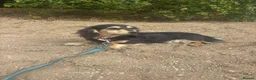 Miniature Dachshund dogs for sale: Mini black and cream female - Advert 3