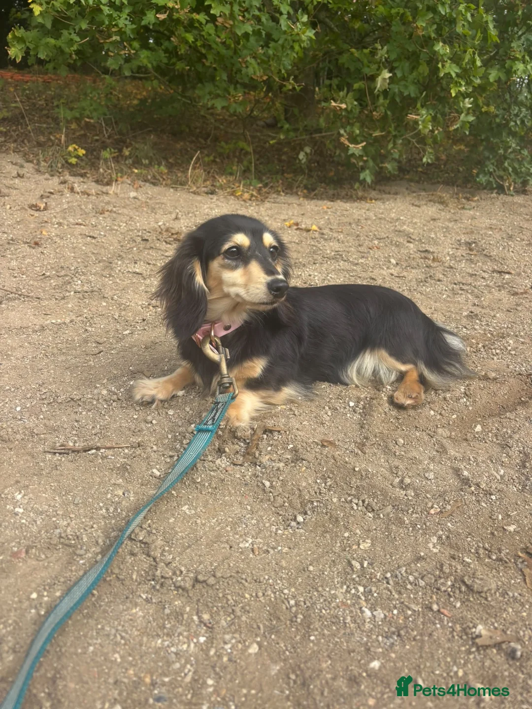 Miniature Dachshund dogs for sale: Mini black and cream female - Advert 3