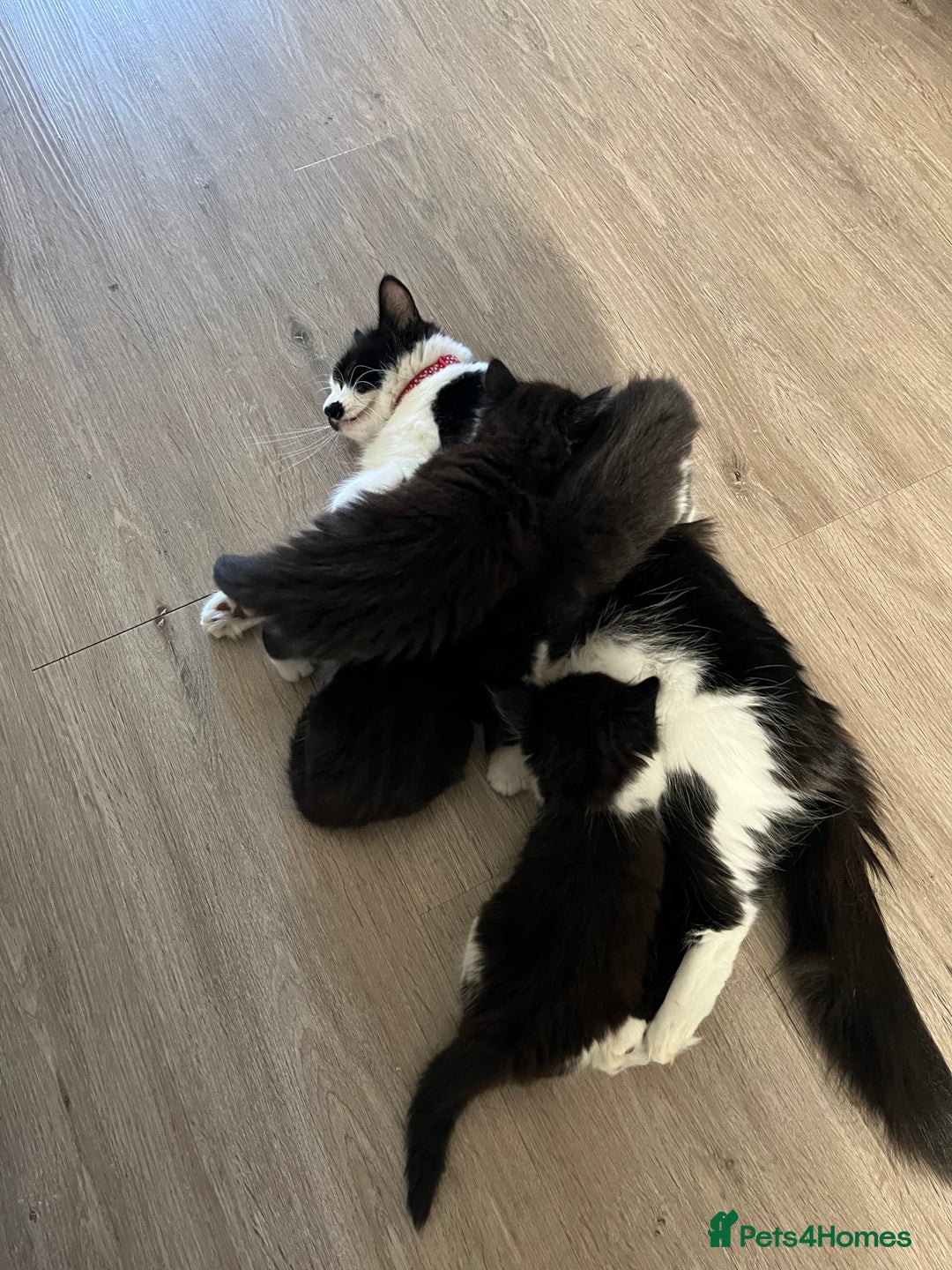 Mixed Breed cats for sale: 4 Beautiful fluffy Black & White kittens  - Image 7