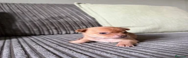 Chihuahua 1