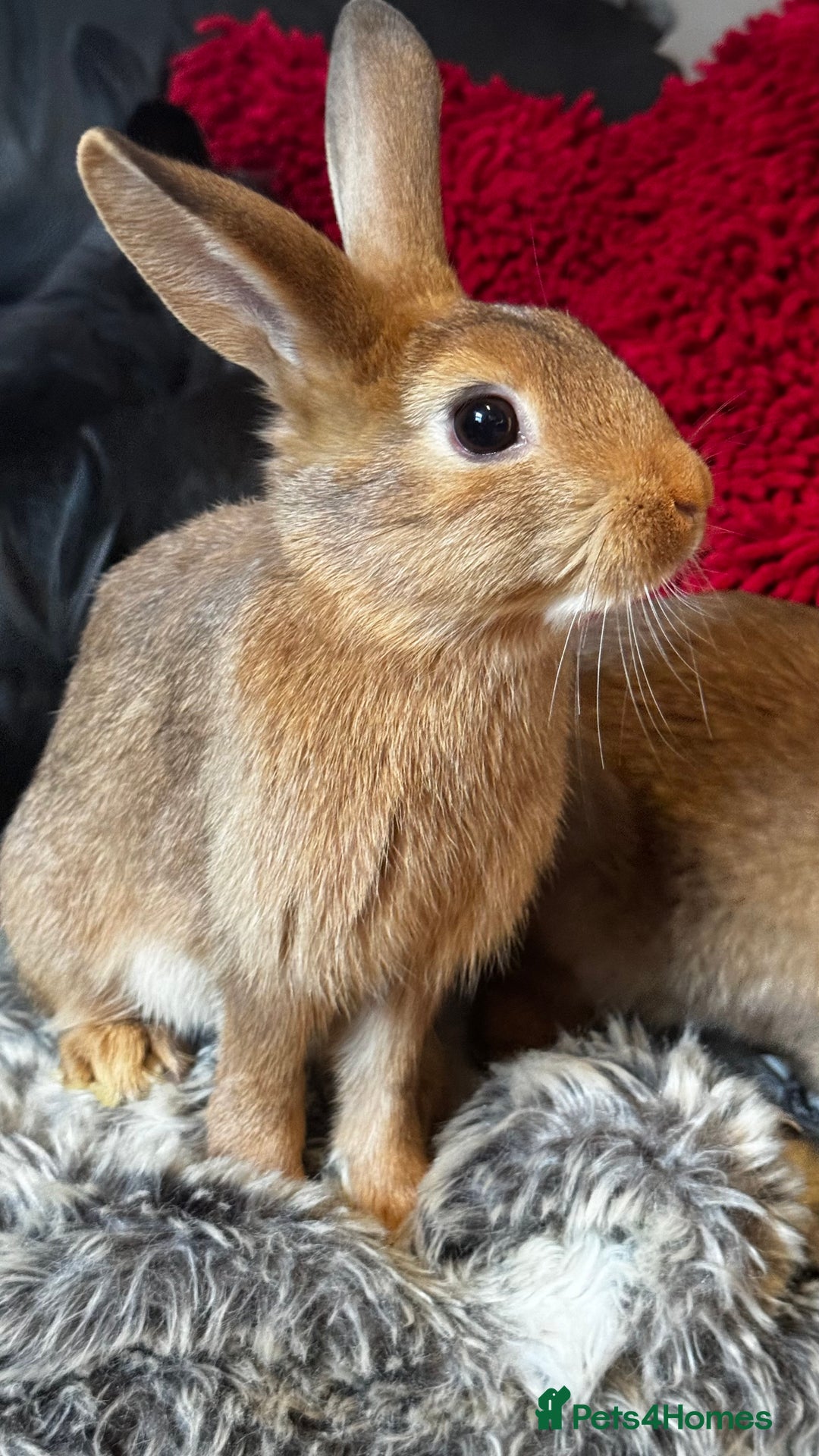 Mixed Breed rabbits for sale: Netherland dwarf and lionhead mixed bunnies - Image 9