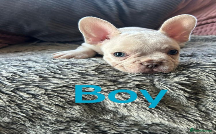 French Bulldog dogs - Advert 4