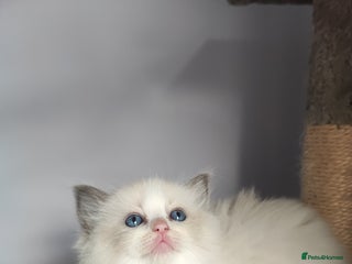 Ragdoll cats - Advert 6