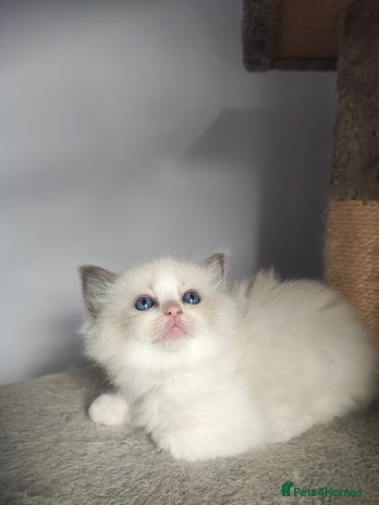 Ragdoll cats - Advert 15