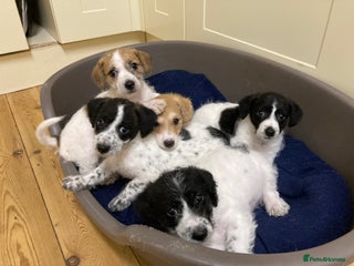 Jackapoo dogs - Advert 3