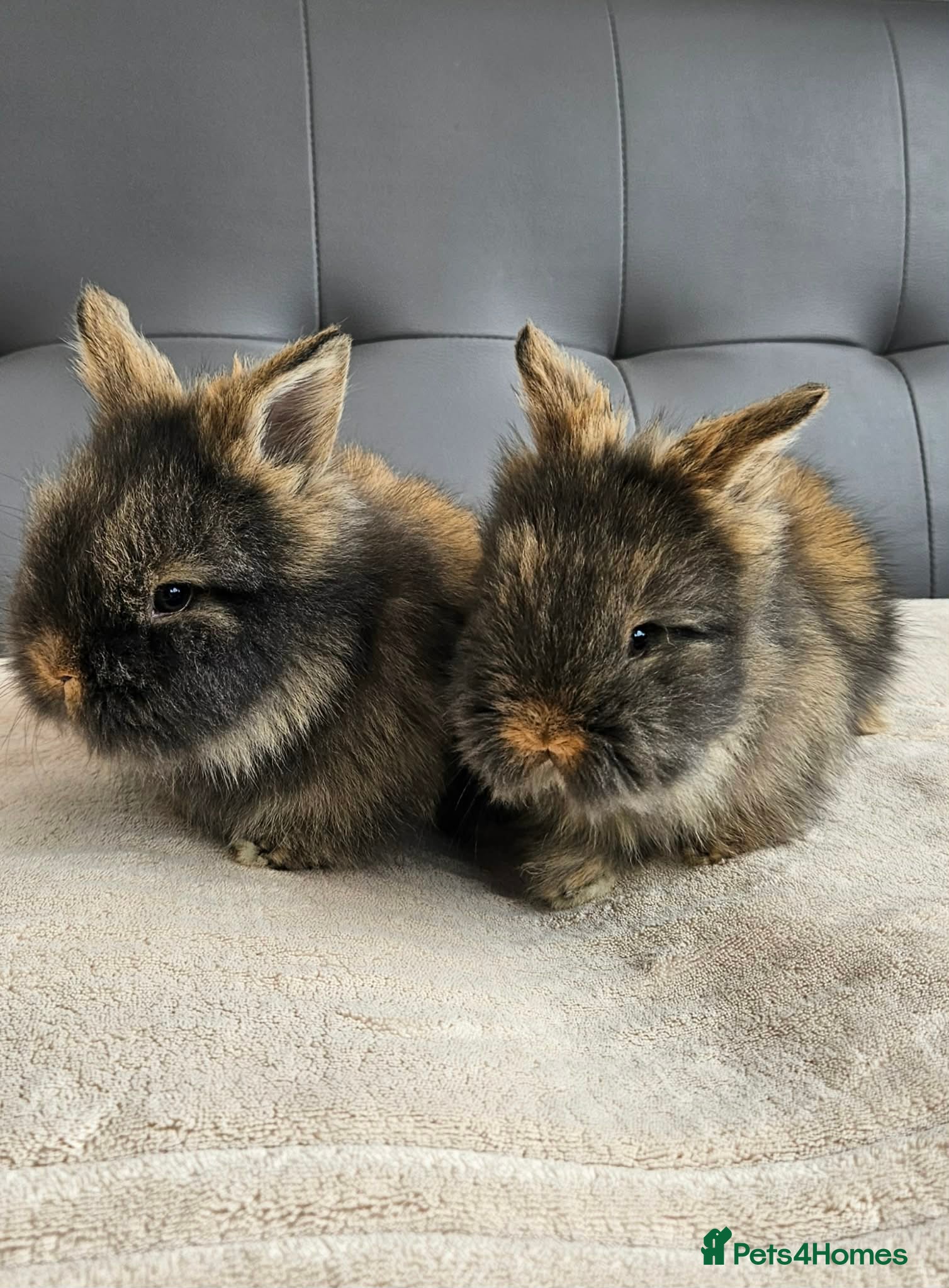 Lionhead rabbits 🐰 Beautiful Double Maned Lionhead Bunnies  - Advert 1