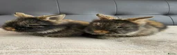 Lionhead rabbits for sale: 🐰 Beautiful Double Maned Lionhead Bunnies  - Advert 1