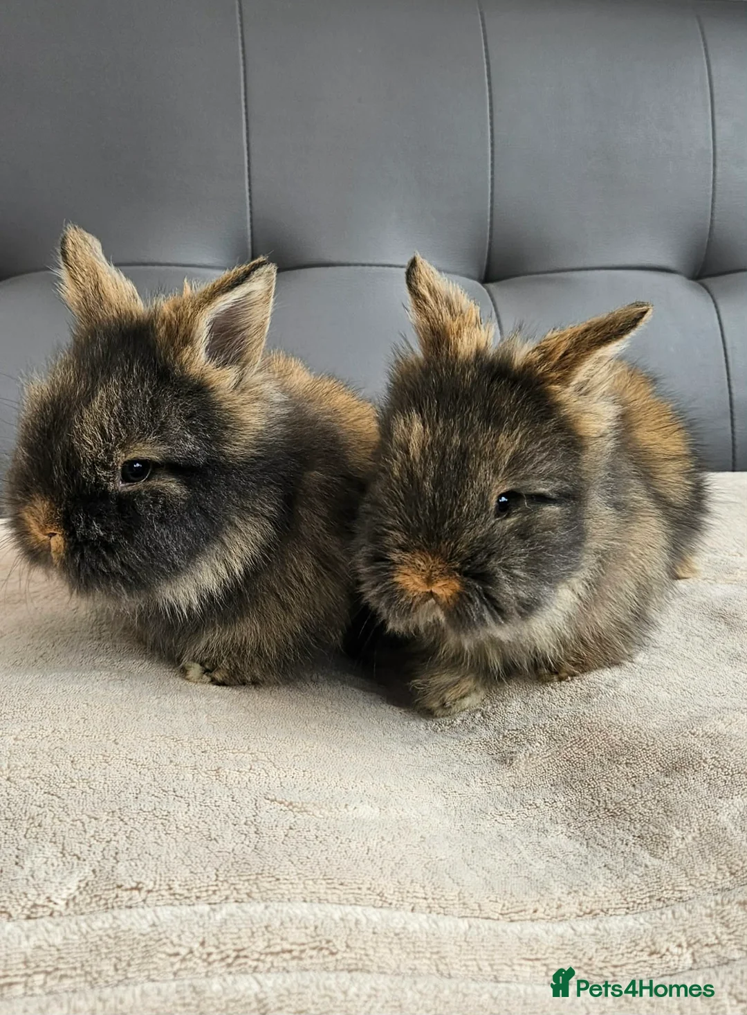 Lionhead rabbits for sale: 🐰 Beautiful Double Maned Lionhead Bunnies  - Advert 1