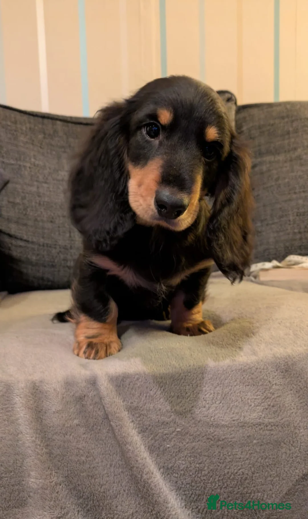 Dachshund dogs for sale: Stunning Long Haired Dachshund Puppies  - Advert 5