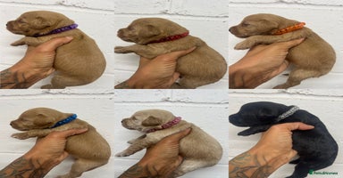 Mixed Breed dogs - Advert 3