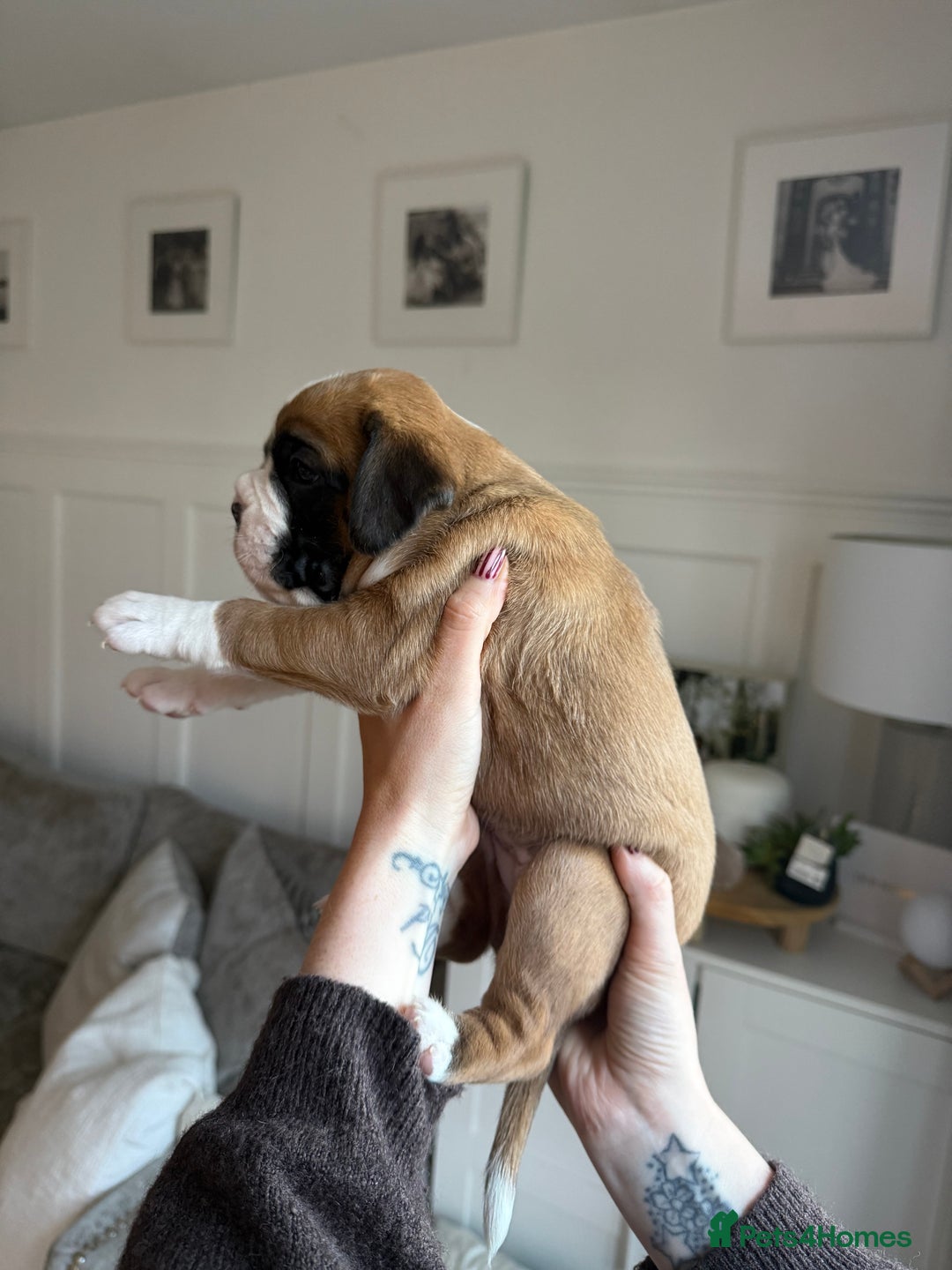Boxer dogs for sale: 4 CHAMP BLOODLINE CHUNKY BOXER PUPS, bobtail/tail - Advert 24