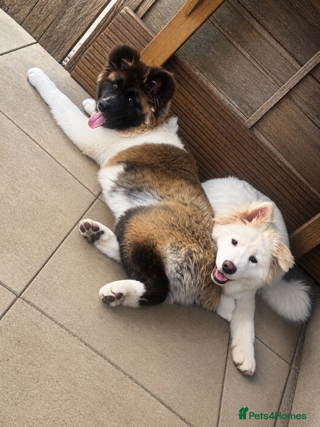 Akita dogs American akita  - Advert 15