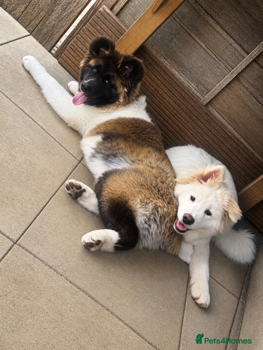 Akita dogs for sale: American akita  - Advert 1