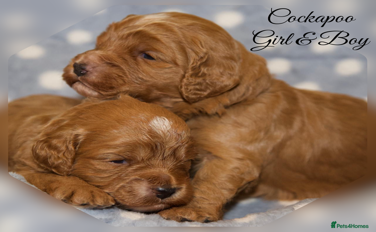 Cockapoo dogs - Advert 13