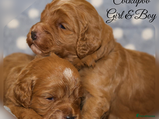 Cockapoo dogs - Advert 20