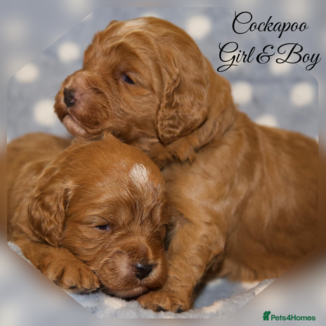 Cockapoo dogs - Advert 13