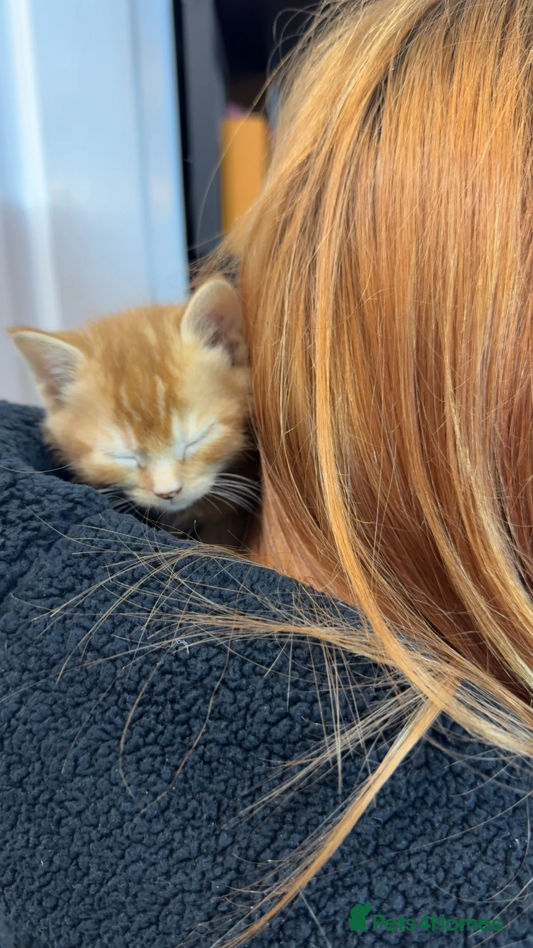 Mixed Breed cats for sale: 2 male kittens  - Advert 2