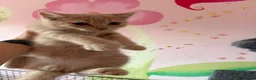 British Shorthair cats for sale: British Short Hair kittens for sale READY TO GO - Advert 11