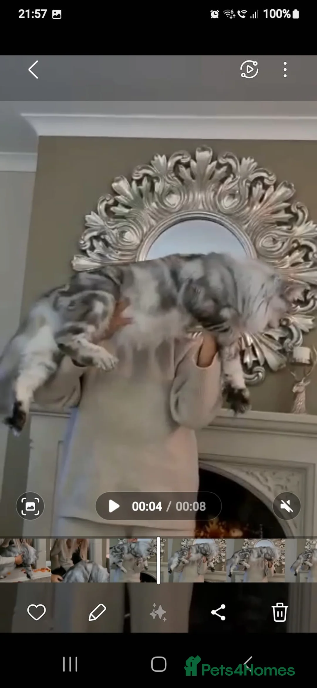 Maine Coon cats for stud: TICA champion and ICWW Maine Coon stud available  in Brighouse - Advert 2