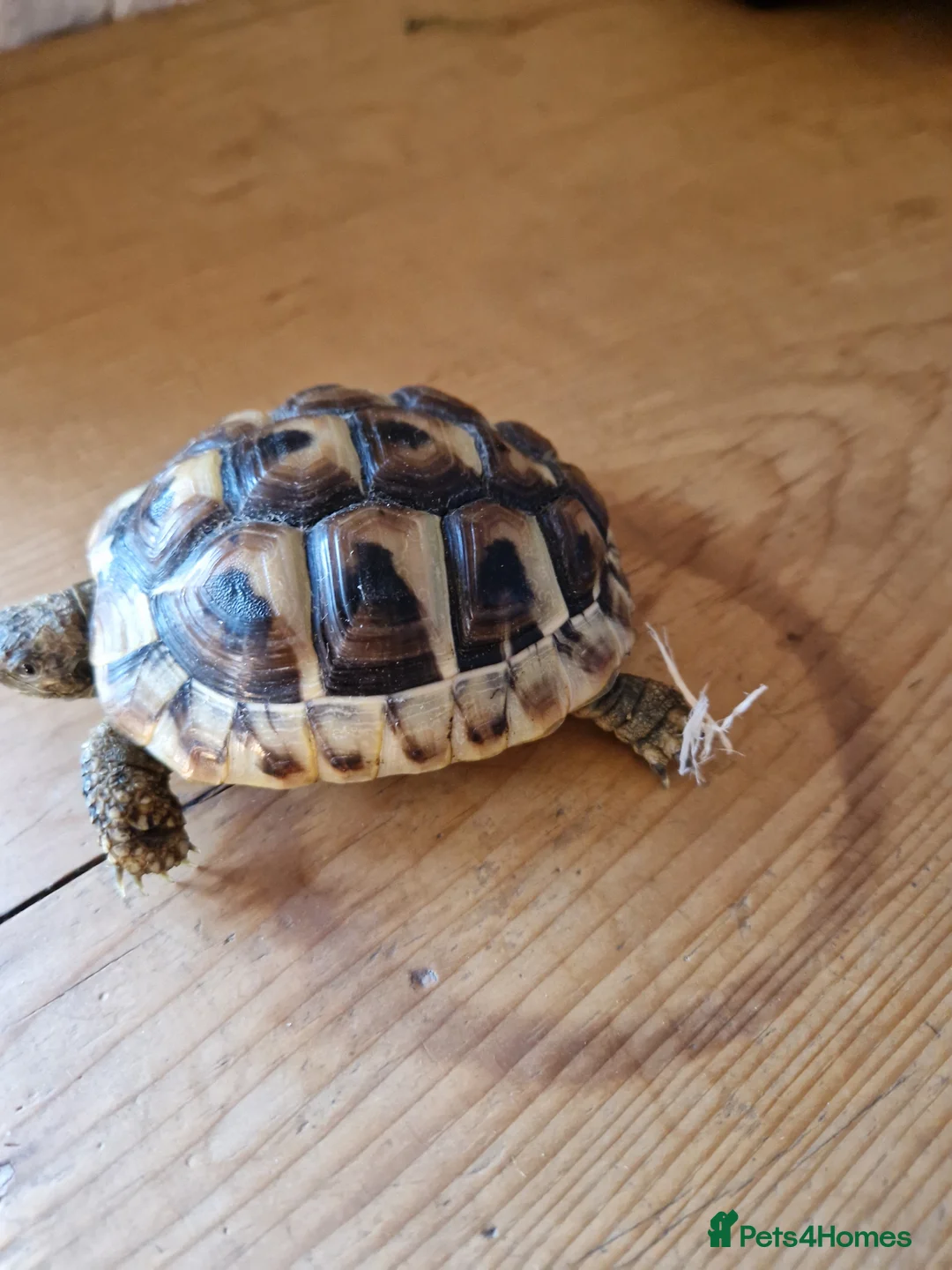 Hermann Tortoise reptiles for sale: Hermanns Tortoises - Advert 2