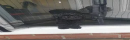 Toy Poodle dogs for sale: Last boy all black  in Hull - Advert 5