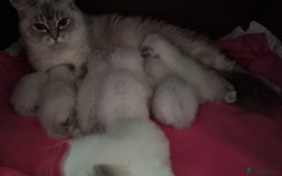 Ragdoll cats for sale: Pedigree ragdoll kittens  - Image 10