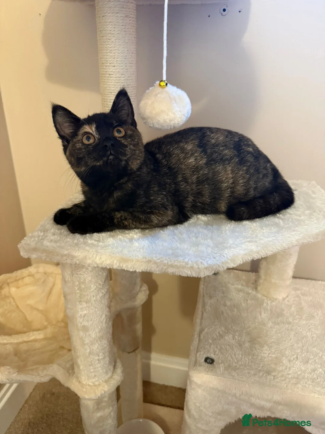 British Shorthair cats for sale: Pebbles BSH female  - Advert 1