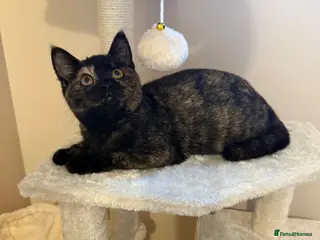 British Shorthair cats Pebbles BSH female - Advert 1