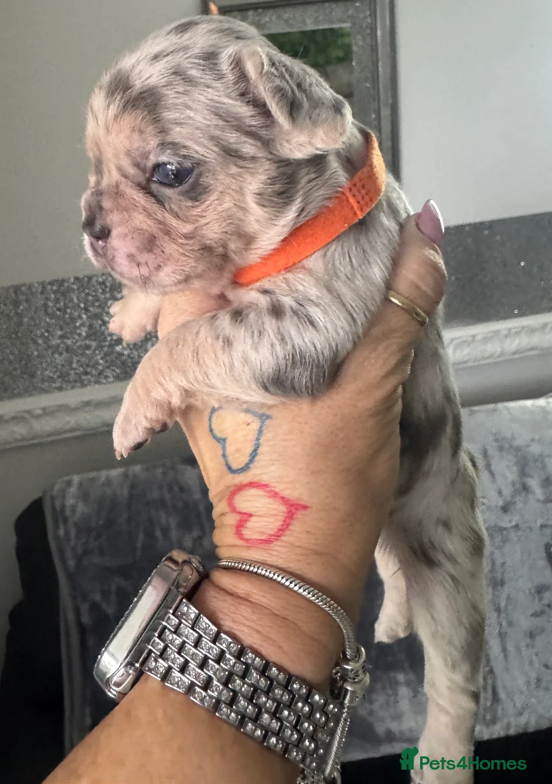 French Bulldog dogs for sale: Out standing french bulldogs merles carry fluffy - Advert 26